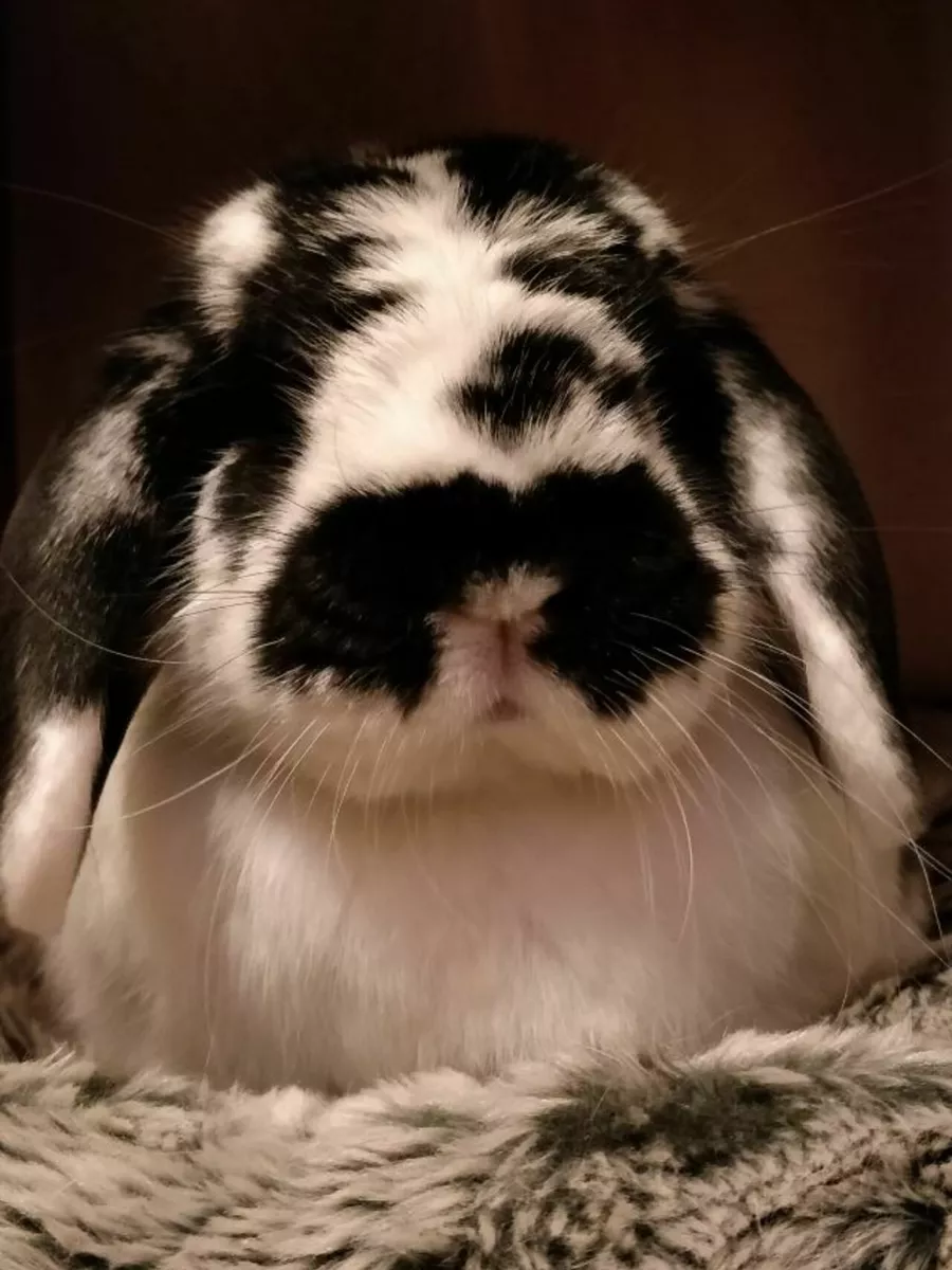 Molly the bunny